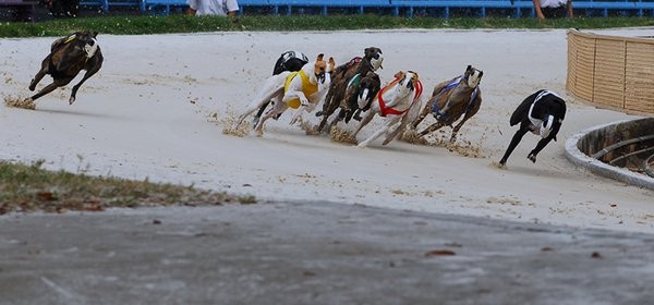 Another Major for Ring The Bell (Kinloch Brae)